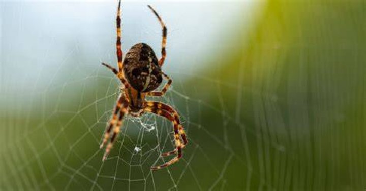 What Do Dreams About Spiders, Snakes, & Wolves Mean? Experts Decode Scary Animal Dreams